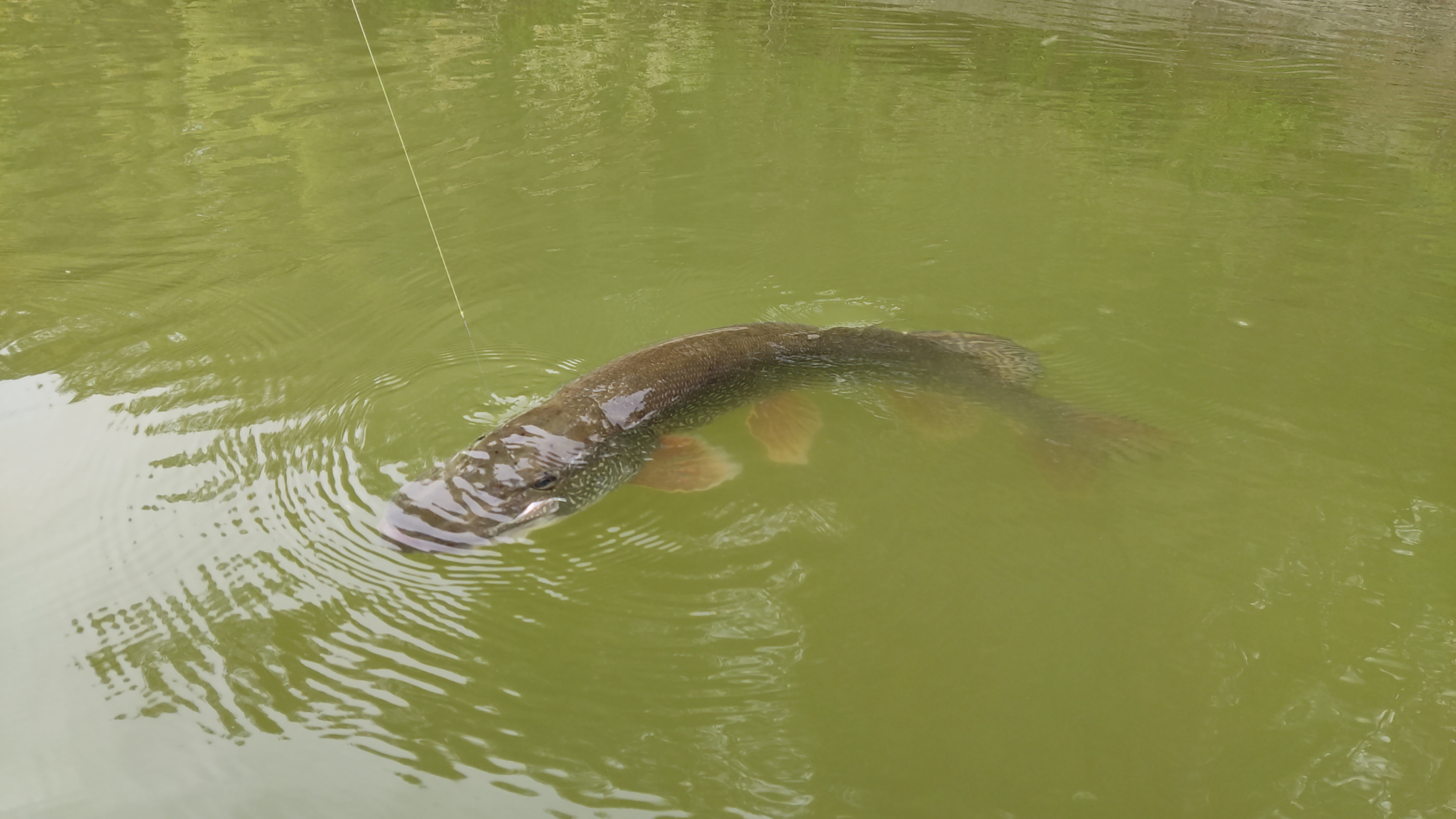 IMG-20210908-WA0021.jpeg